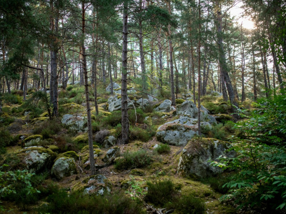 Fontainebleau forest.jpg