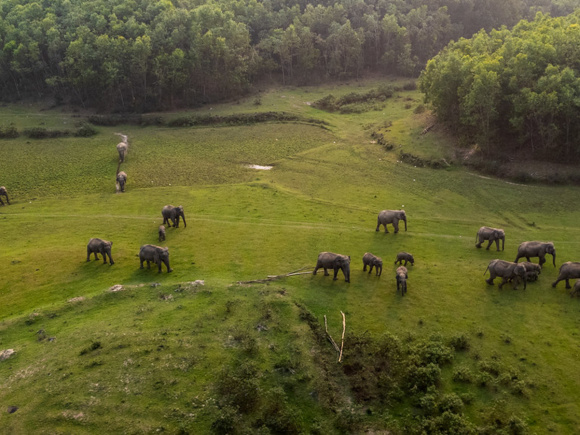Mymensingh Elephant Population