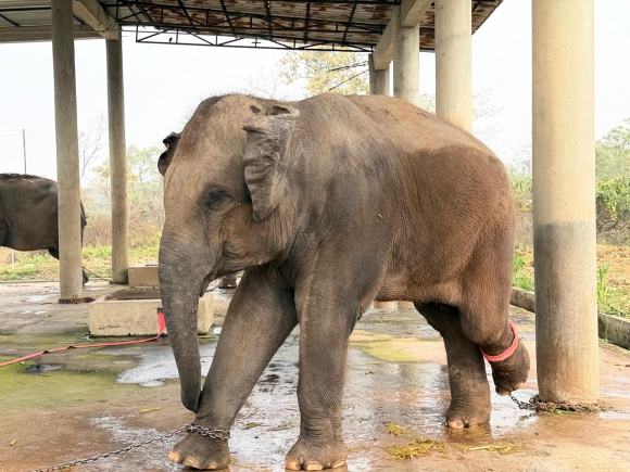 !_Samrat_captive elephant.jpeg