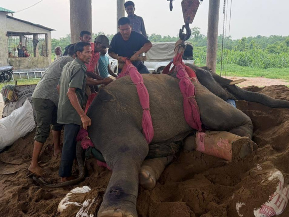 Elephant.jpg