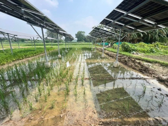 1. Bangladesh-tests-solar-powered-farming-to-strengthen-food-and-energy-security-2.jpg