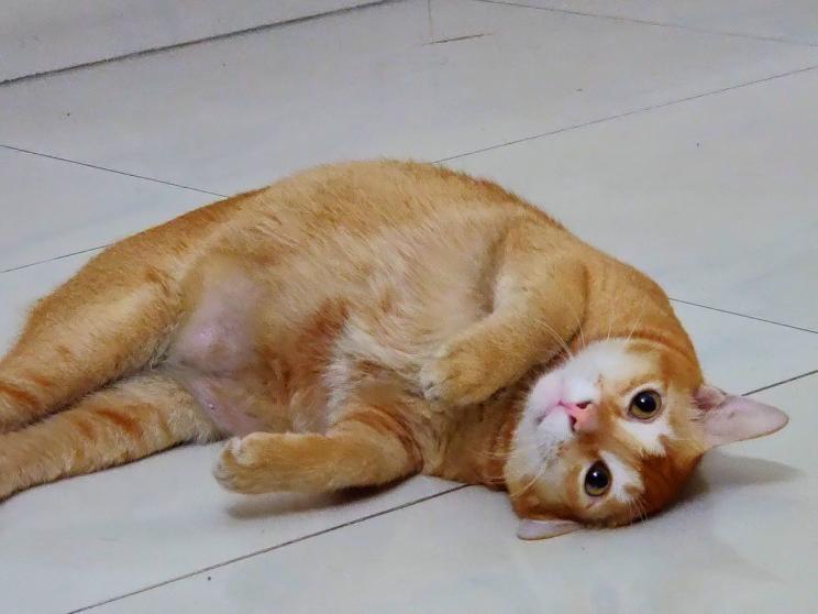 7 facts to consider before adopting a pet