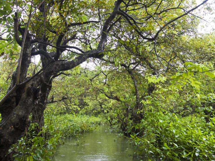 ratargul   Picture-perfect landscapes in Bangladesh: 7 spots every photographer must visit