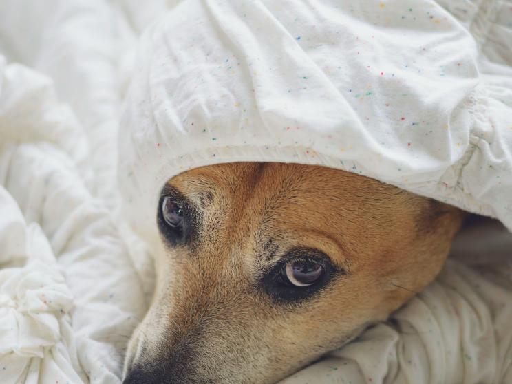 What do your pets need during stormy weather?