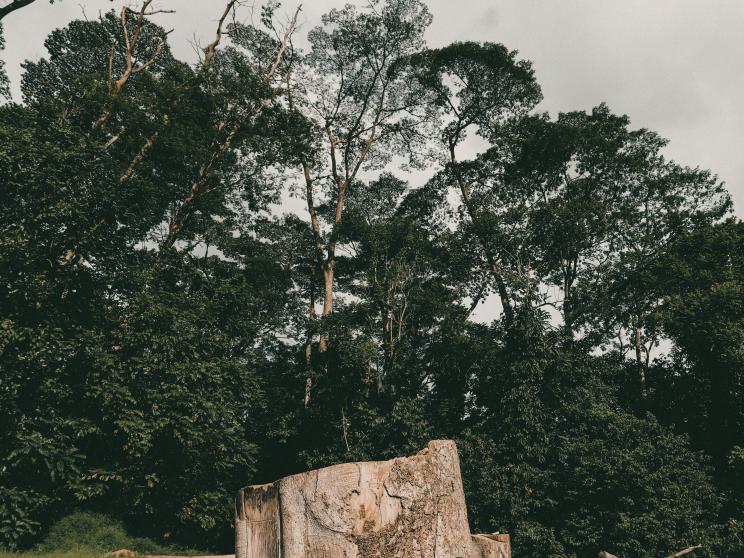 The importance of trees in Dhaka’s concrete jungle