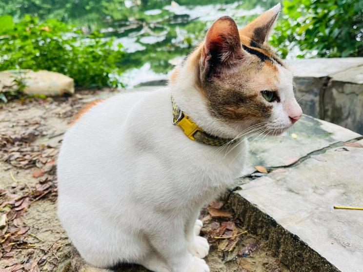 A lost cat, a phone call, and a lesson in being present