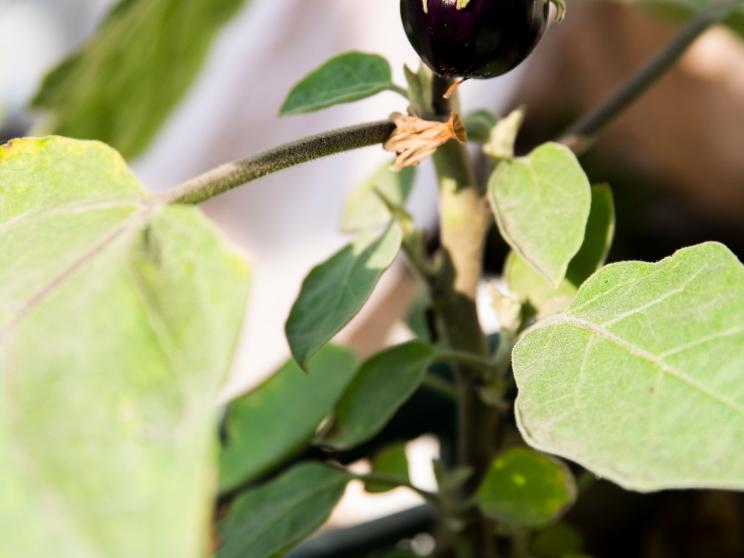 05_gardening_2.jpg    5 hobbies that can boost mental health and clarity 