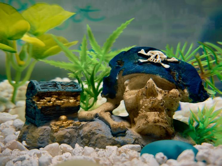 Sick of your fish tank looking like a swamp? Here’s how to clean it!                  jadon-barnes-hiwjtbw4jkw-unsplash.jpg