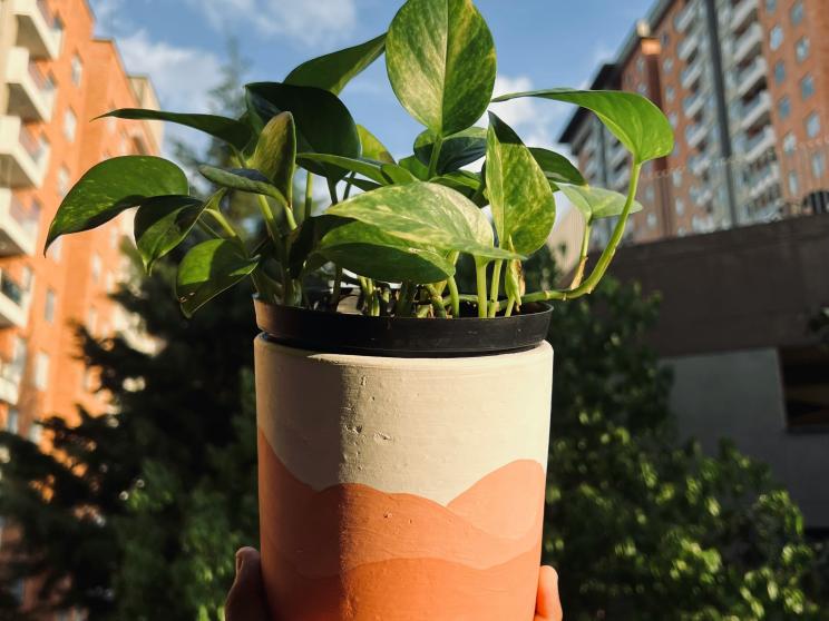 Pothos    Want plants? Try these low-maintenance greens that are hard to kill!         obed-isai-5eg4-q_l2vm-unsplash.jpg