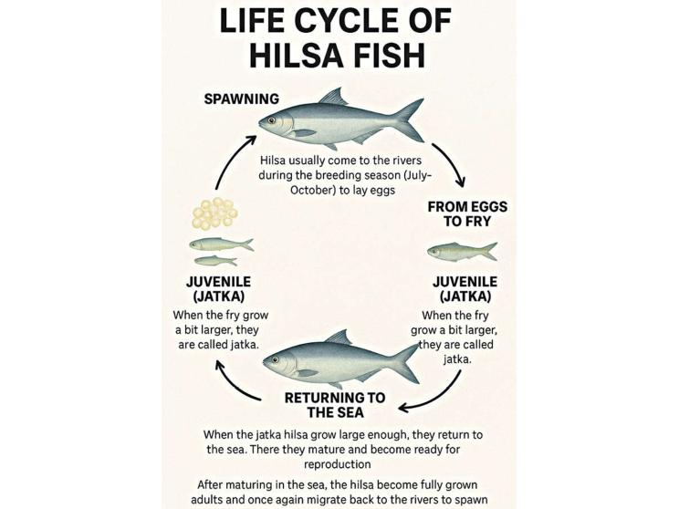 Hilsa fish