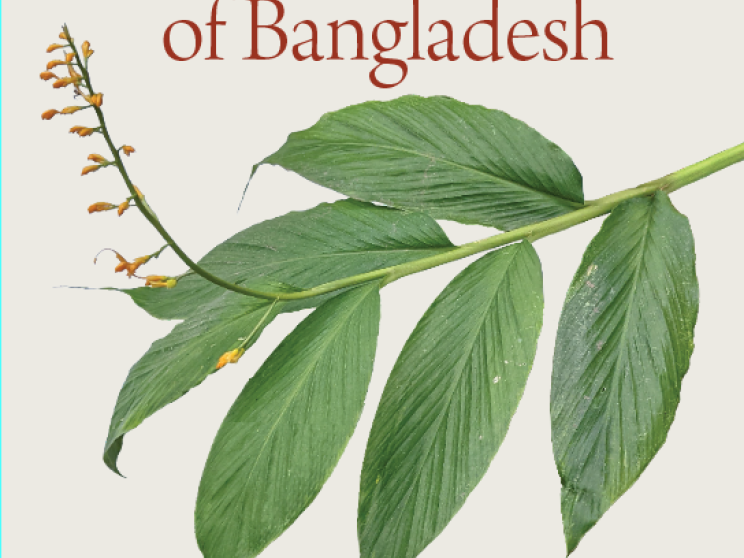 What Bangladesh’s forgotten trees tell us about nature’s fragility