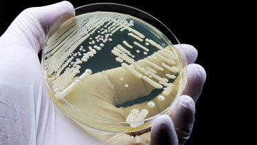 Drug resistant fungus in Dhaka hospitals