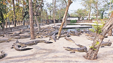Mymensingh_crocodiles.jpg