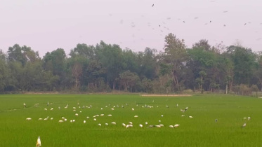 birds_moulvibazar.jpg