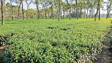 tea-cultivation.jpg