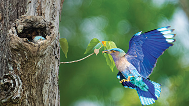 Birds.jpg