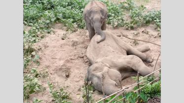Dead elephant.png