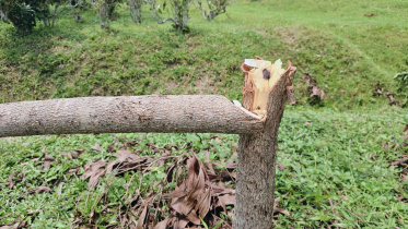 Mirtinga-Tea-Garden.jpg