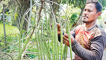 Moringa-cultivation.jpg