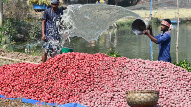 Bangladesh potato farmers crisis