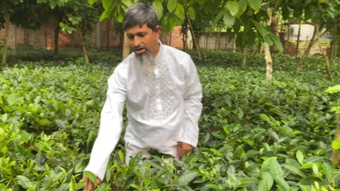 Tea-cultivation-Gazipur.jpg