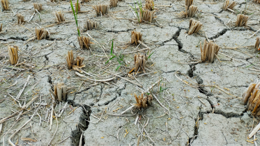 drought