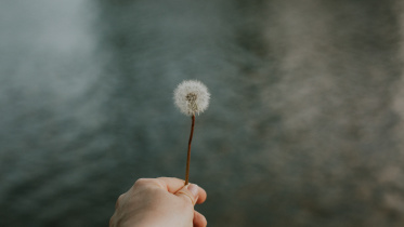 selective-focus-shot-hand-holding-dandelion-water.jpg