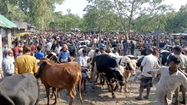 Barguna_CattleMarket_.png