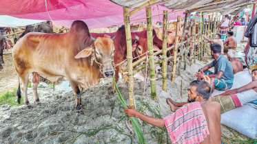 cattle-sales.jpg