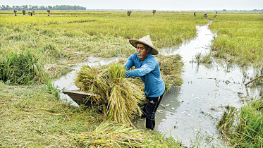 Bangladesh haor flood rain impact on rice harvest