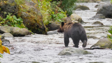 BEAR.jpg