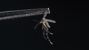 Mosquito-AFP.jpg