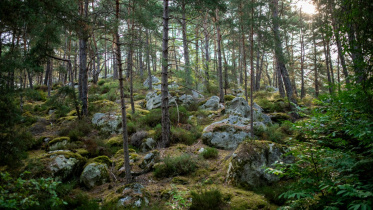 Fontainebleau forest.jpg