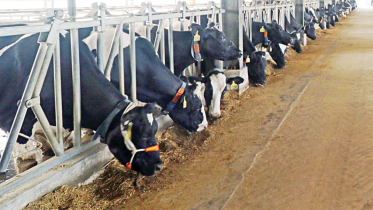 dairy farm Star photo 2.jpg