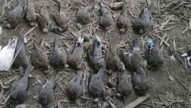 birds killing in Chuadanga