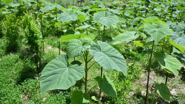 ED1-Miyawaki.jpg