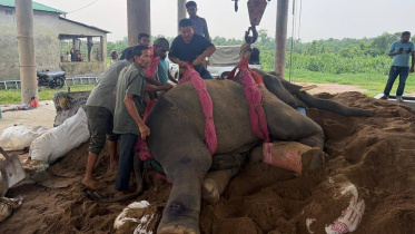 Elephant.jpg