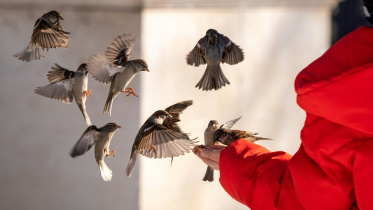 How to make your balcony bird-friendly this summer