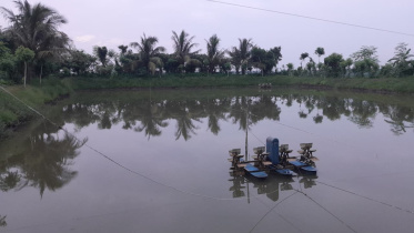 Power crisis affect shrimp farming in Bangladesh