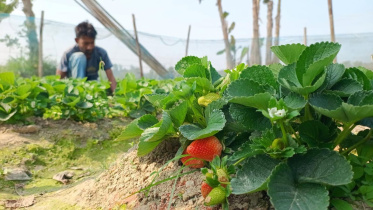 Strawberry_Indigenous_Courtesy.jpg