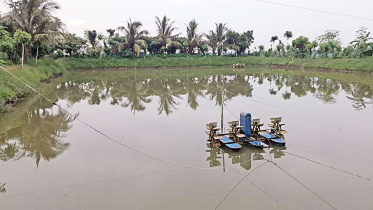 shrimp-farms-1.jpg