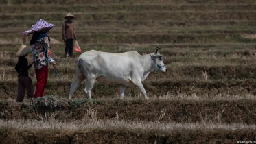 el_nino_java (1).jpg