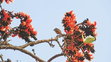 basanata-blossom.jpg