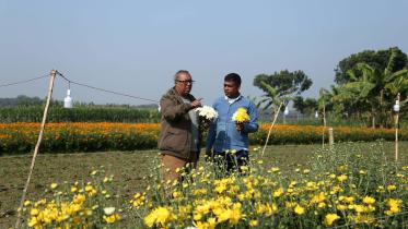 Shyampur-Chandramallika-flower-field.jpg