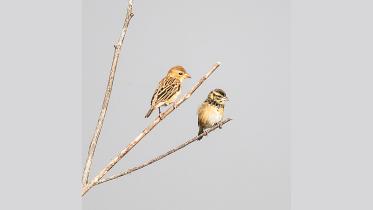 Baya-(left)-and-Black-breasted-Weavers.jpg
