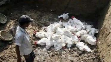 india bird flu web.jpg