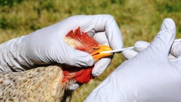 QT-Avian-Flu.jpg