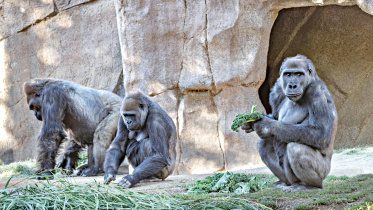 San-Diego-Zoo.jpg