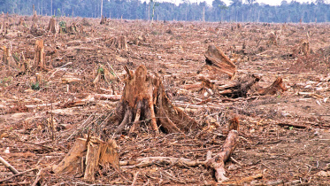 deforestation-world.jpg