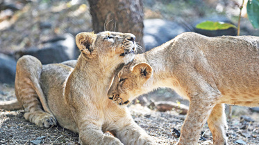 majestic-big-cats.jpg